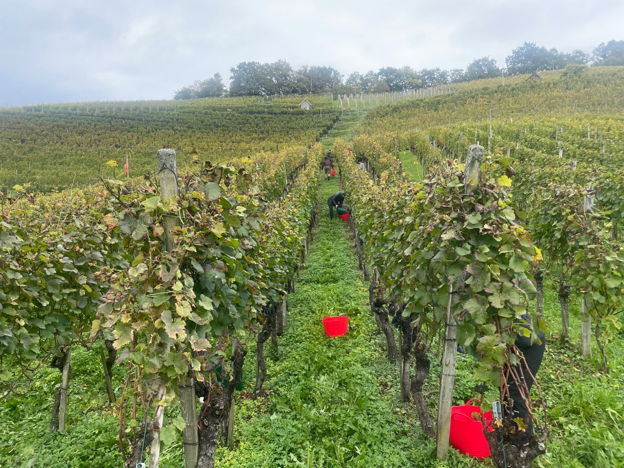 Rebberg von binder weine in Baden